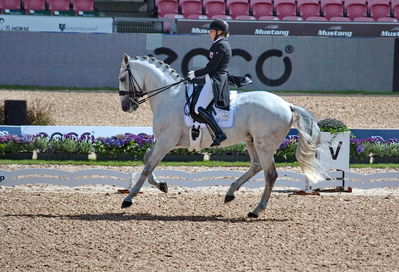 Dressage
grand prix de drassage team championship
Keywords: pt;fie christine skarsoe;imperador dos cetros