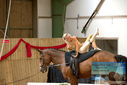 Filename=PT9_4313.JPG
Filesize=304KiB
Dimensions=1224x817
Date added=Oct 03, 2022 PT9_4313.JPG