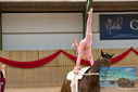Filename=PT9_4467.JPG
Filesize=332KiB
Dimensions=1224x817
Date added=Oct 03, 2022 PT9_4467.JPG