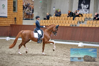 Blue Hors
dressage
Keywords: helena b hansen;lindegaards donkey dancer