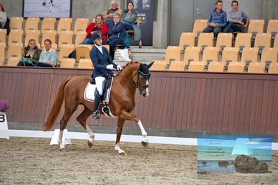 Blue Hors
dressage
Keywords: helena b hansen;lindegaards donkey dancer