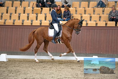 Blue Hors
dressage
Keywords: helena b hansen;lindegaards donkey dancer