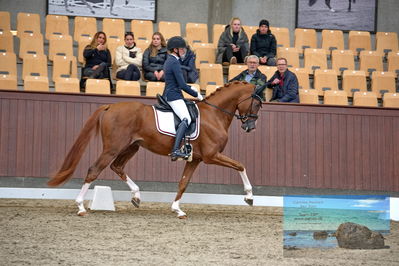 Blue Hors
dressage
Keywords: helena b hansen;lindegaards donkey dancer