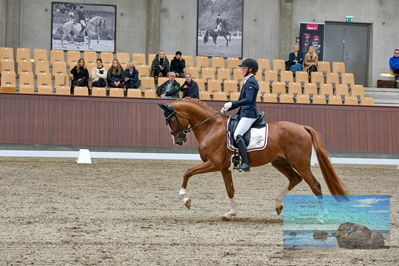 Blue Hors
dressage
Keywords: helena b hansen;lindegaards donkey dancer