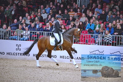 Hingstekåring - Kåring af ældre hingste
Keywords: svalegaards hot driver;carina cassøe krüth