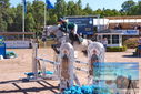 Filename=PT9_4431.JPG
Filesize=559KiB
Dimensions=1224x817
Date added=Jul 14, 2023 PT9_4431.JPG