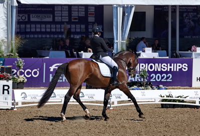 para dressage
CH-M-P Herning 2022 - Para Dressage
Team Grade IV
Keywords: pt;anita hennie johnsen;lindegaard lucky